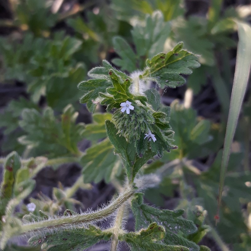 Glandularia quadrangulata photo 4