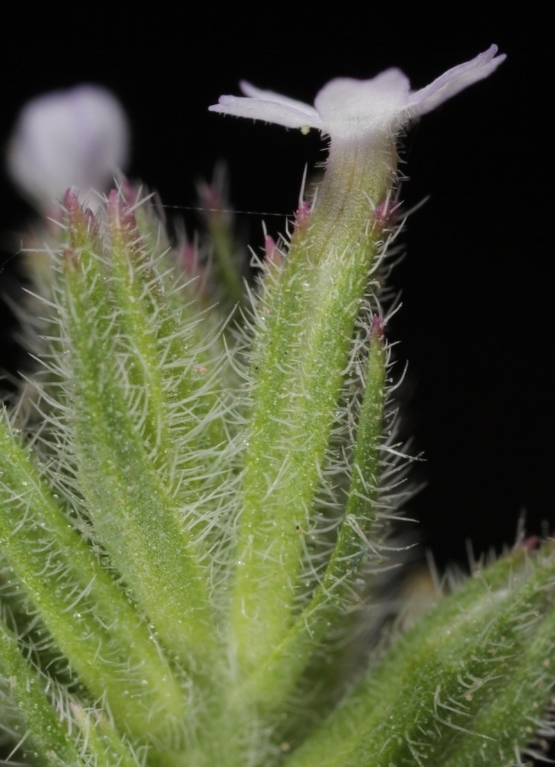 Glandularia quadrangulata photo 5
