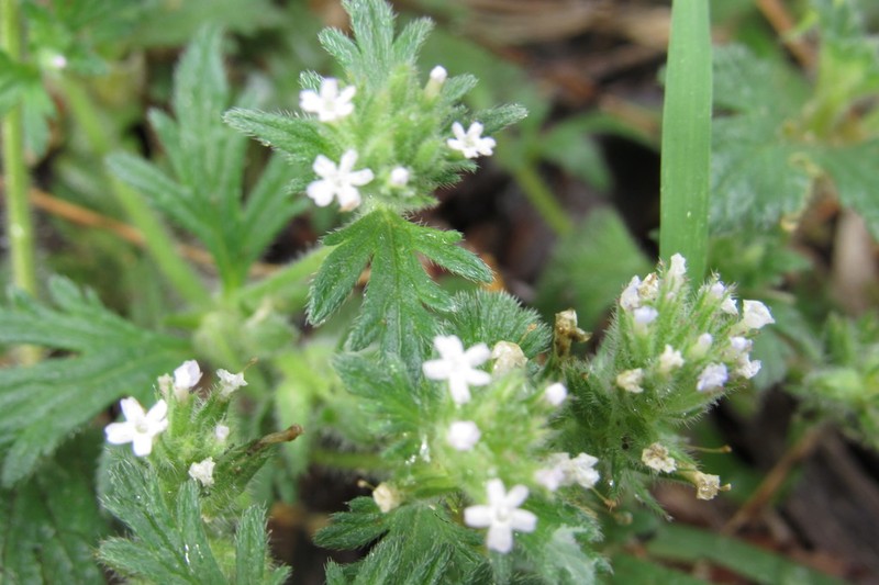 Glandularia quadrangulata photo 8