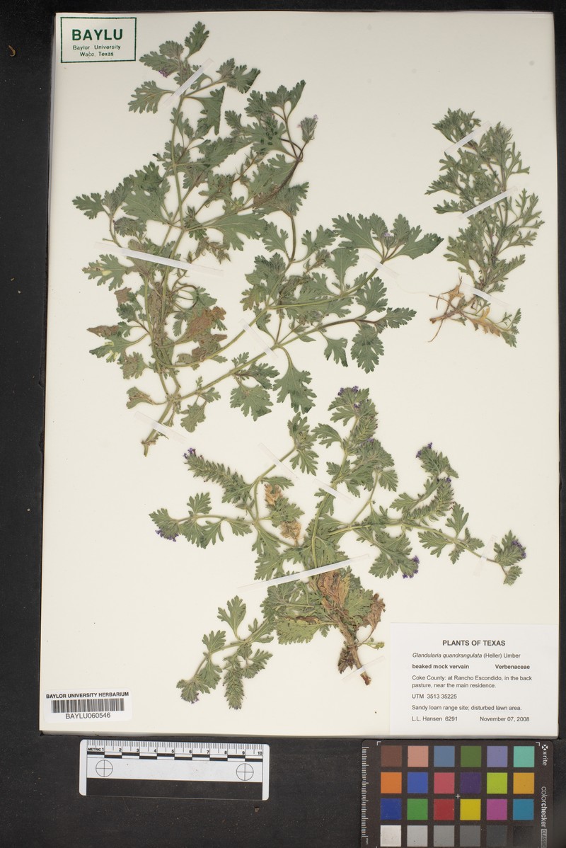 Beaked Mock Vervain