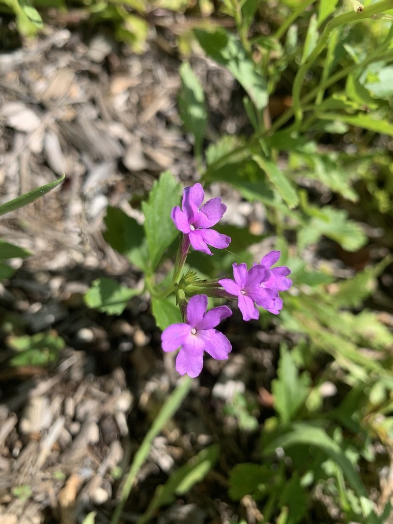 Tampa Mock Vervain