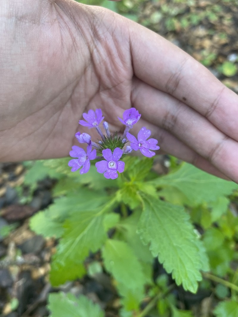 Tampa Mock Vervain photo 2