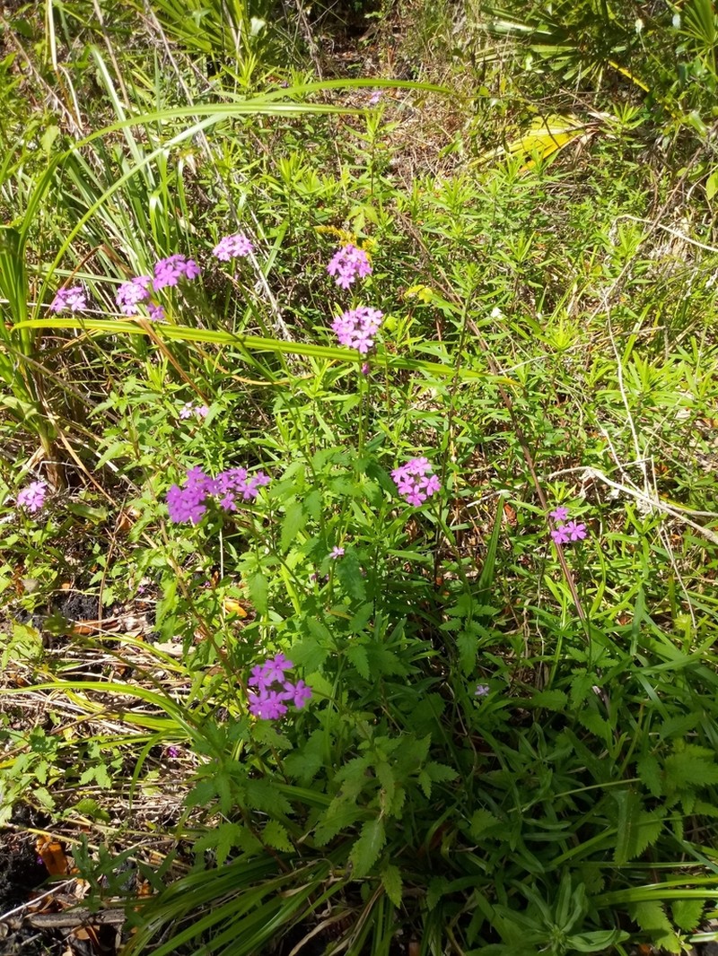 Tampa Mock Vervain photo 3