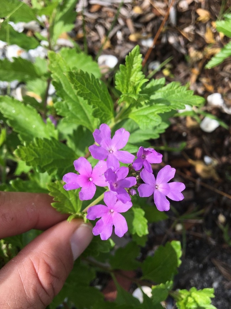 Tampa Mock Vervain photo 4
