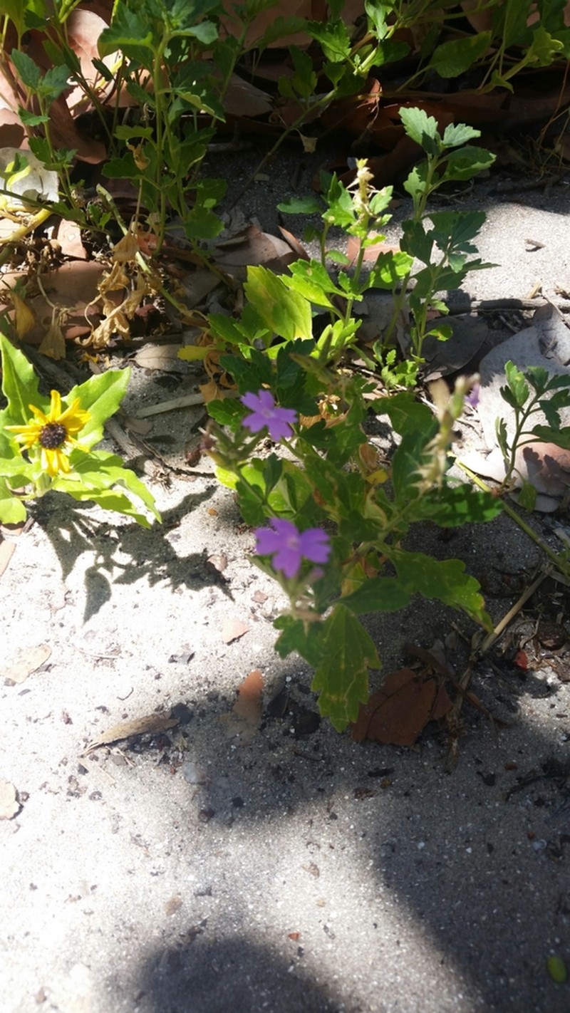 Tampa Mock Vervain photo 5