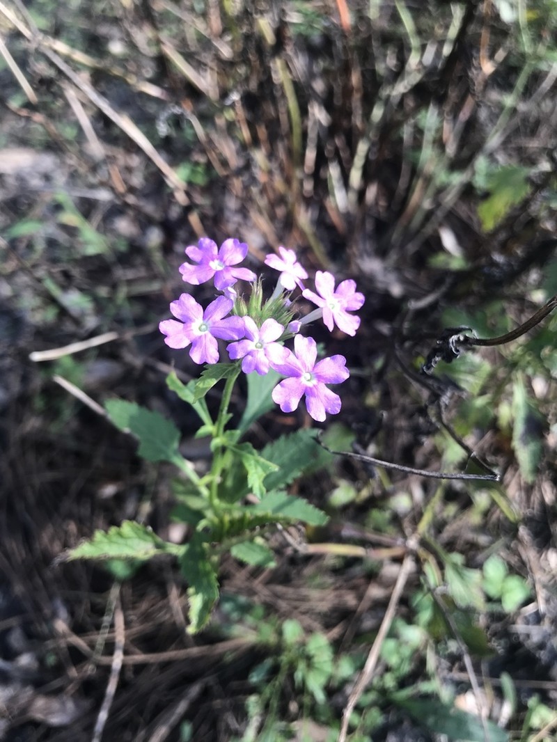 Tampa Mock Vervain photo 6