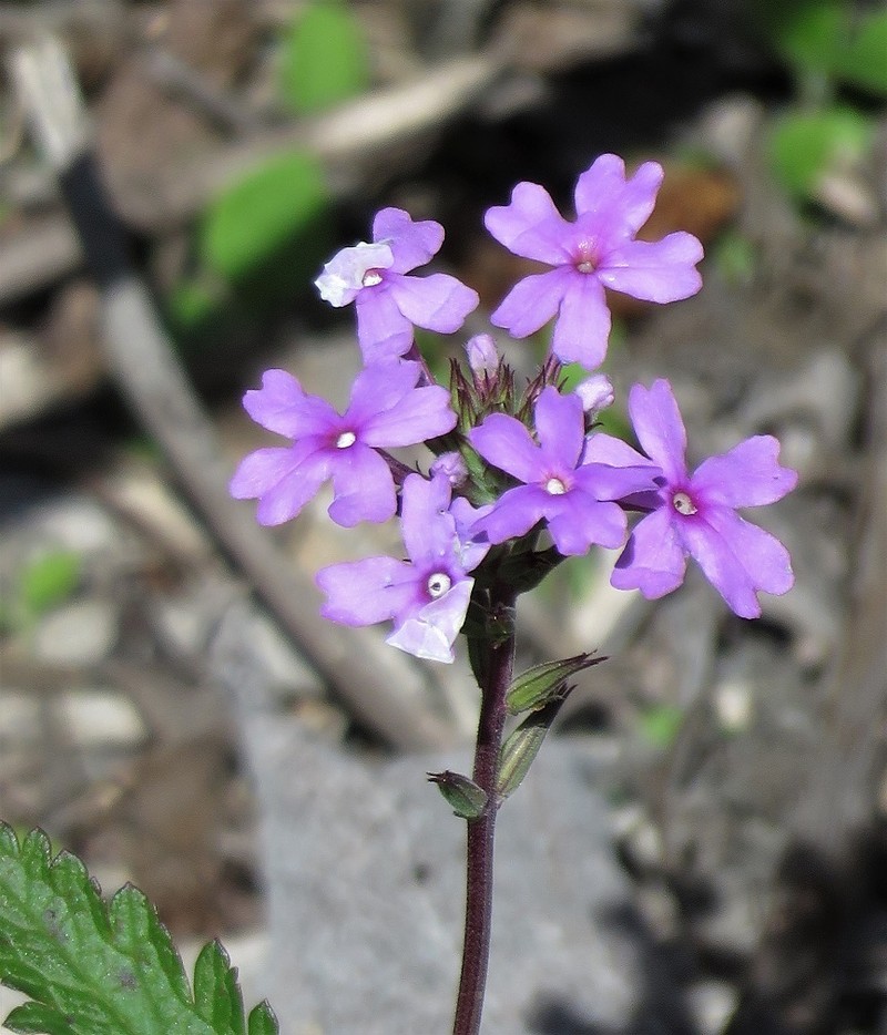 Tampa Mock Vervain photo 7