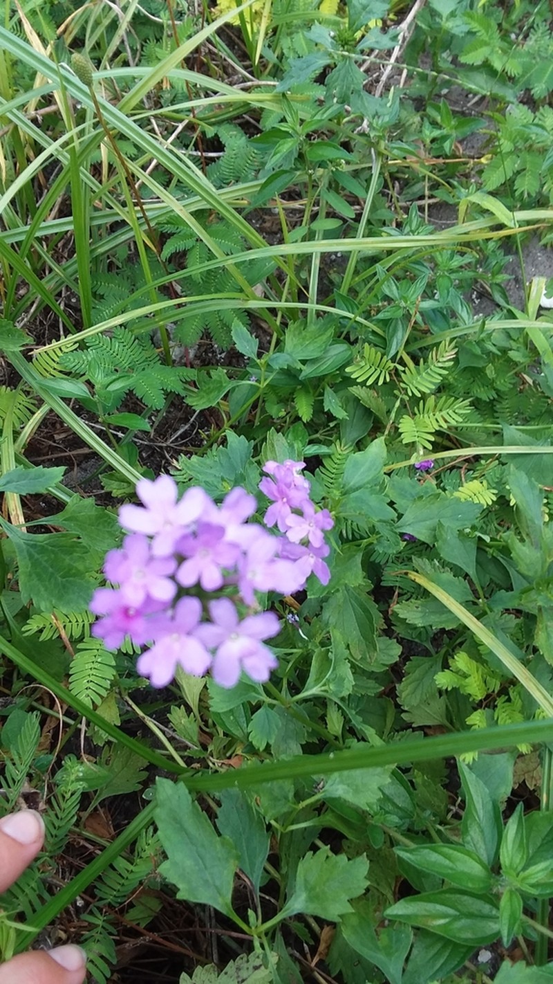 Tampa Mock Vervain photo 8