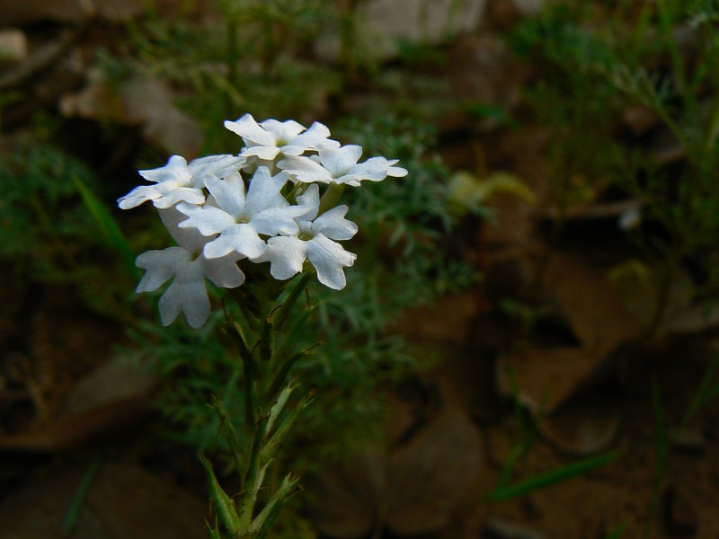 Latin American Mock Vervain photo 5