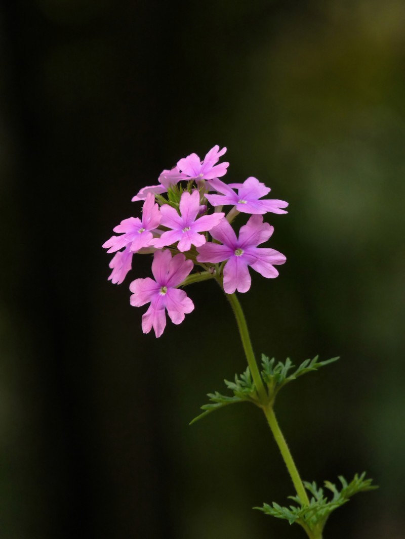 Latin American Mock Vervain photo 6