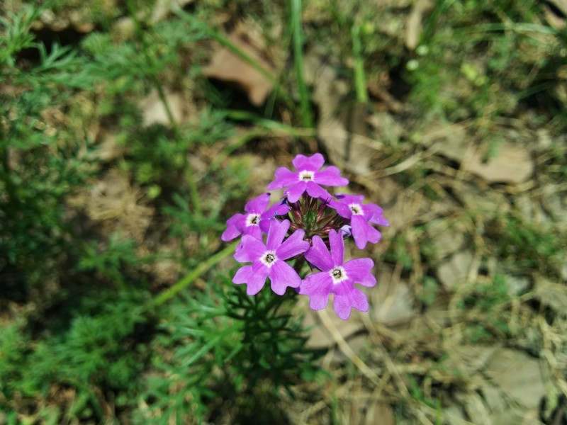 Latin American Mock Vervain photo 2