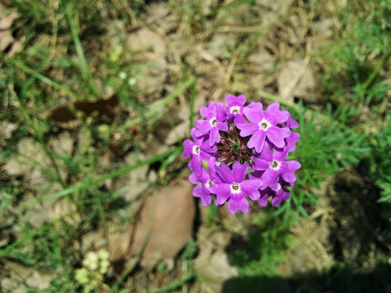 Latin American Mock Vervain photo 3