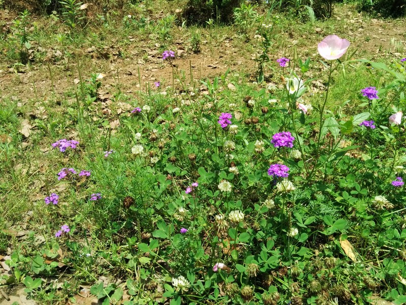 Latin American Mock Vervain photo 4