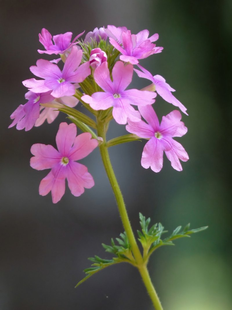 Latin American Mock Vervain