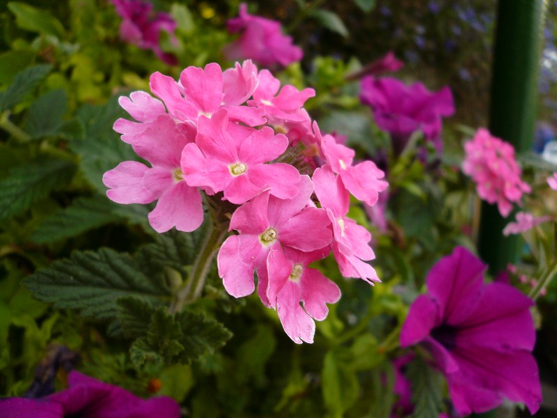 Latin American Mock Vervain photo 7
