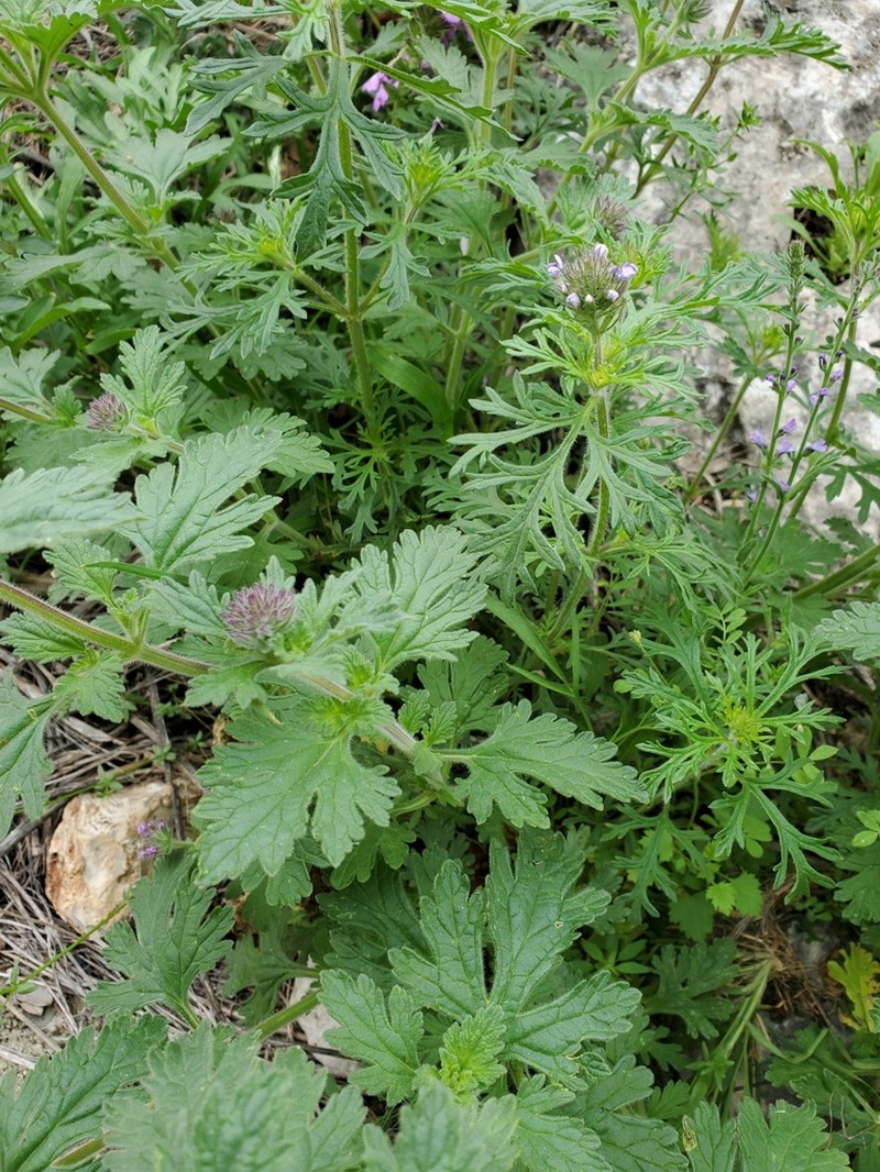 Plains Mock Vervain