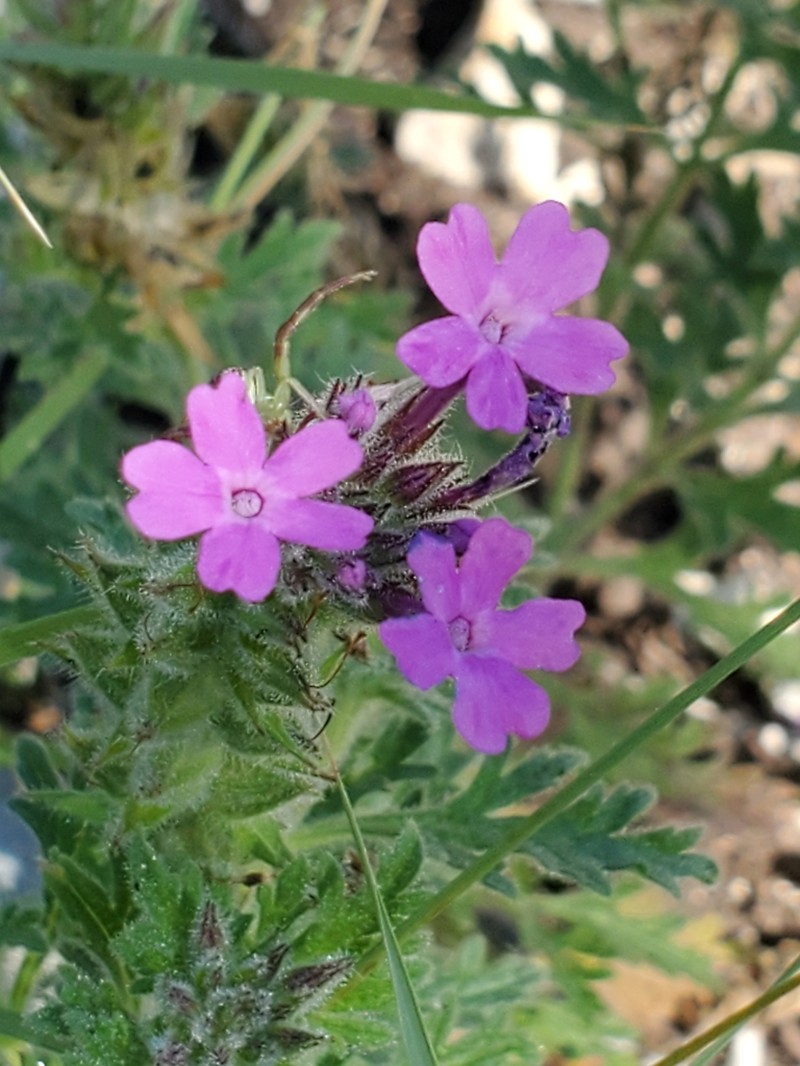 Plains Mock Vervain photo 2