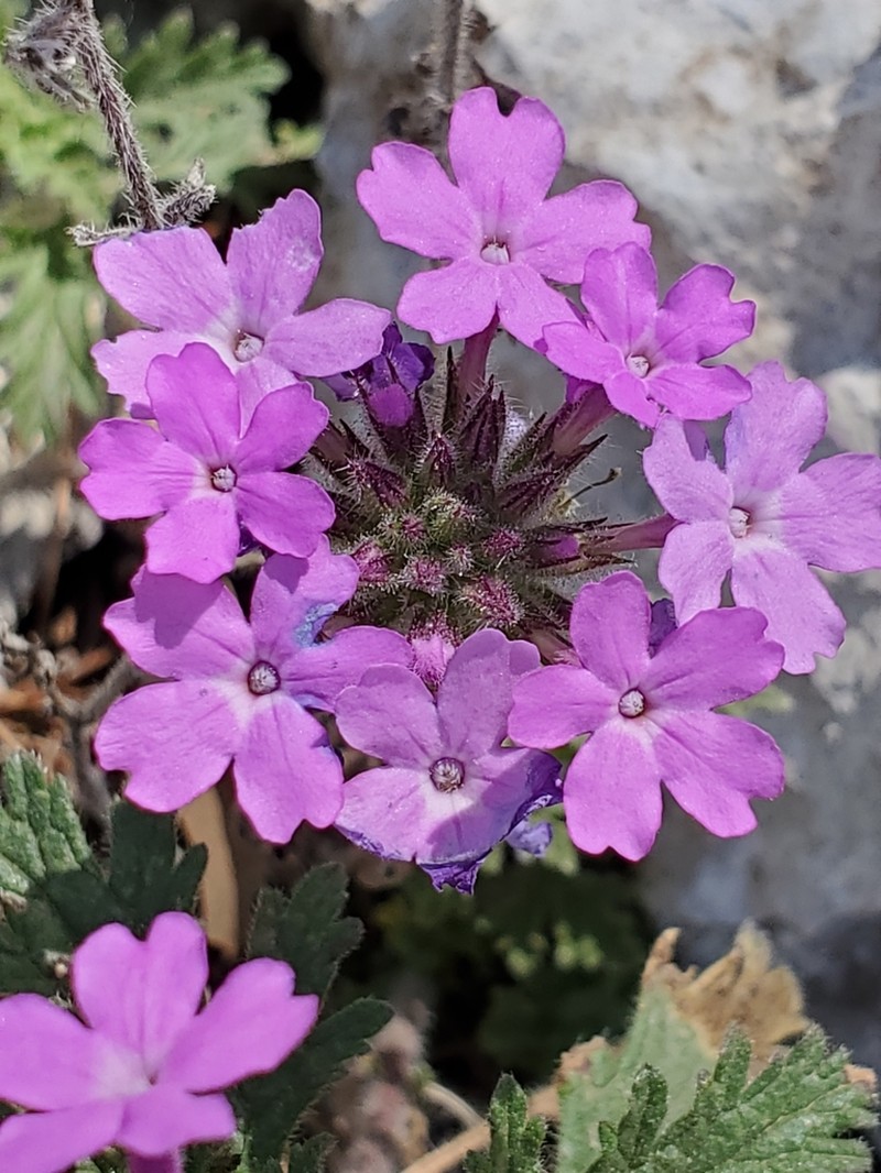 Plains Mock Vervain photo 3