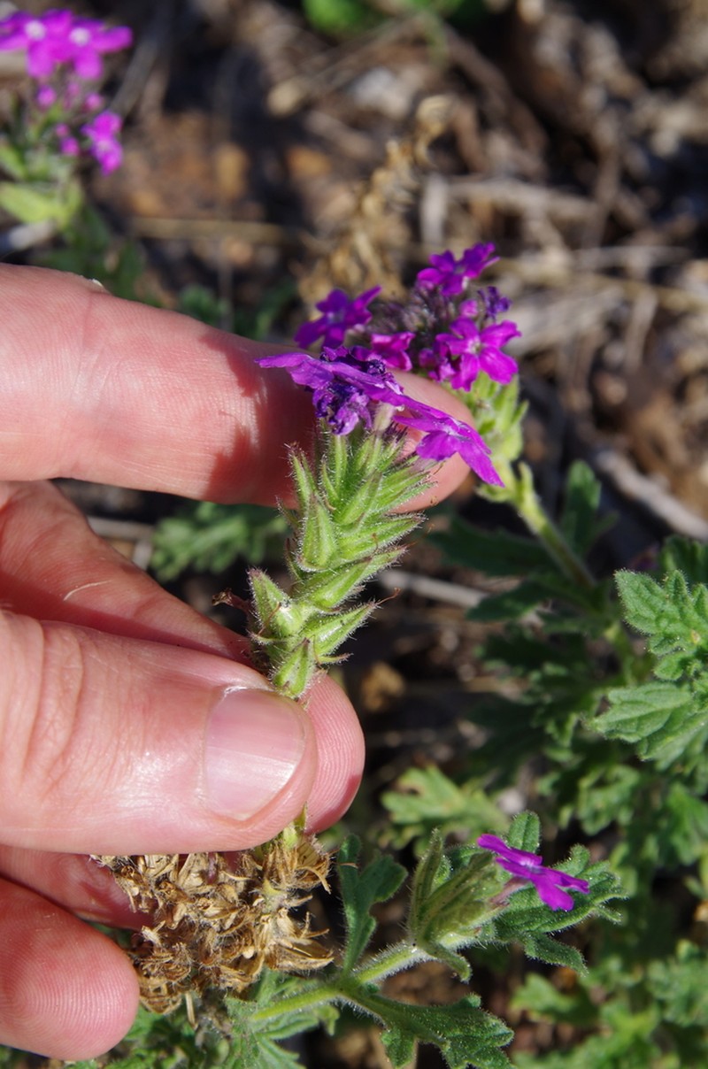 Plains Mock Vervain photo 5
