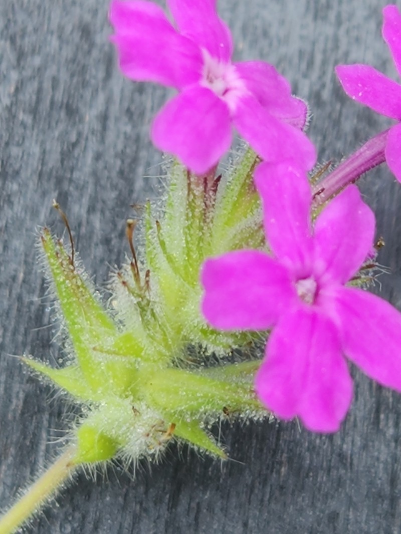 Plains Mock Vervain photo 6
