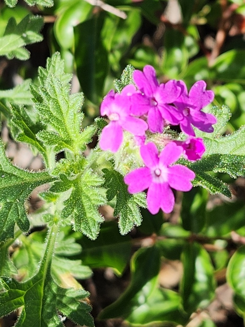 Plains Mock Vervain photo 8