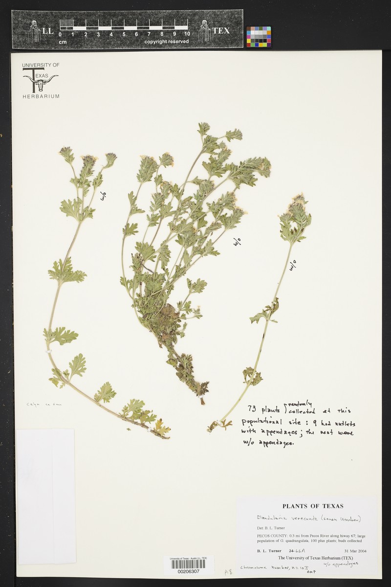 Glandularia verecunda