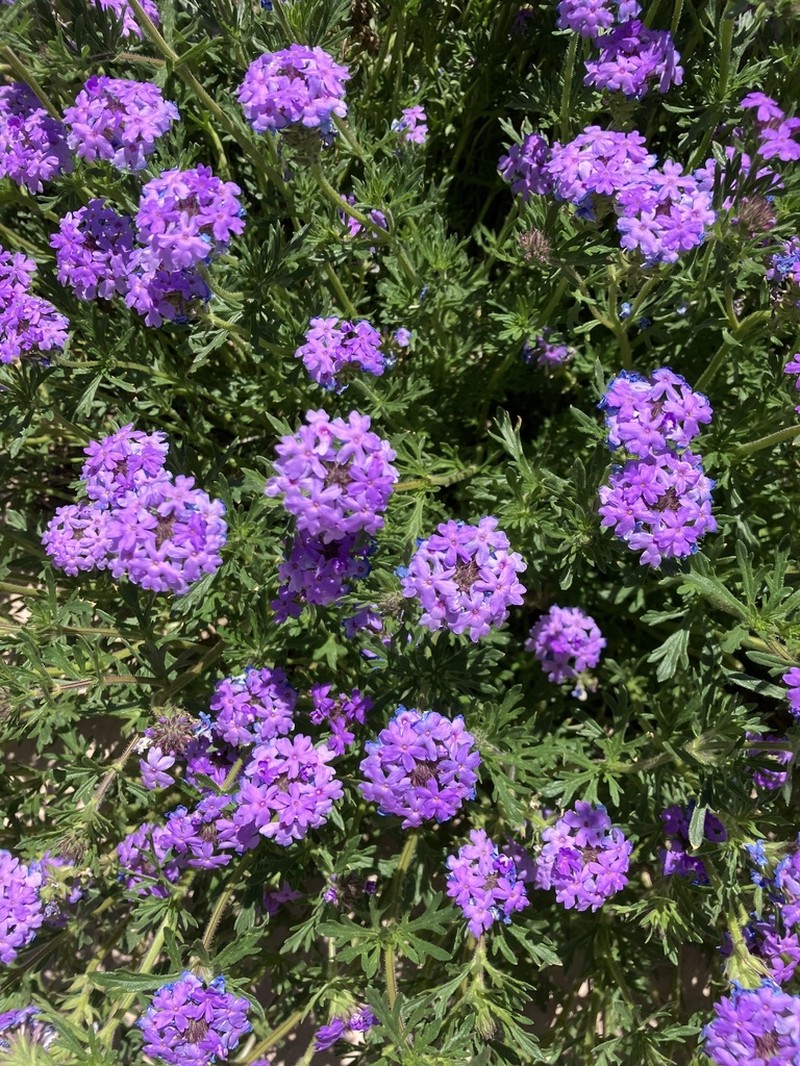 Glandularia wrightii