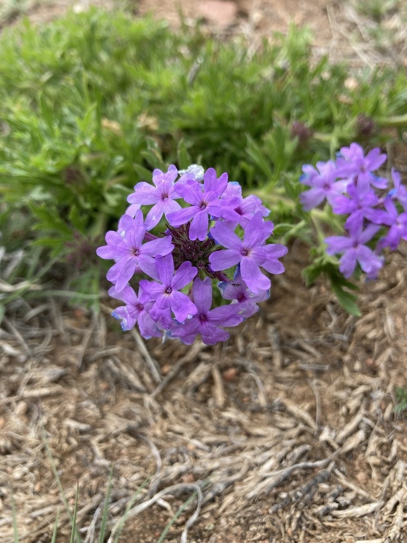 Glandularia wrightii photo 2