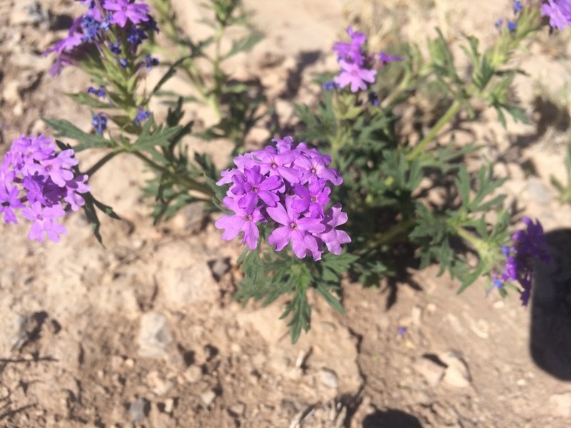 Glandularia wrightii photo 3