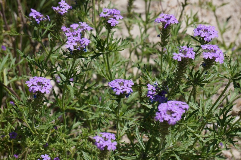 Glandularia wrightii photo 4