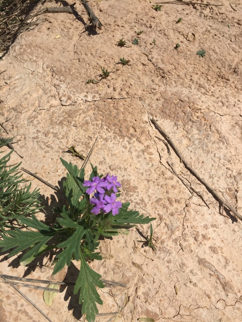 Glandularia wrightii photo 5