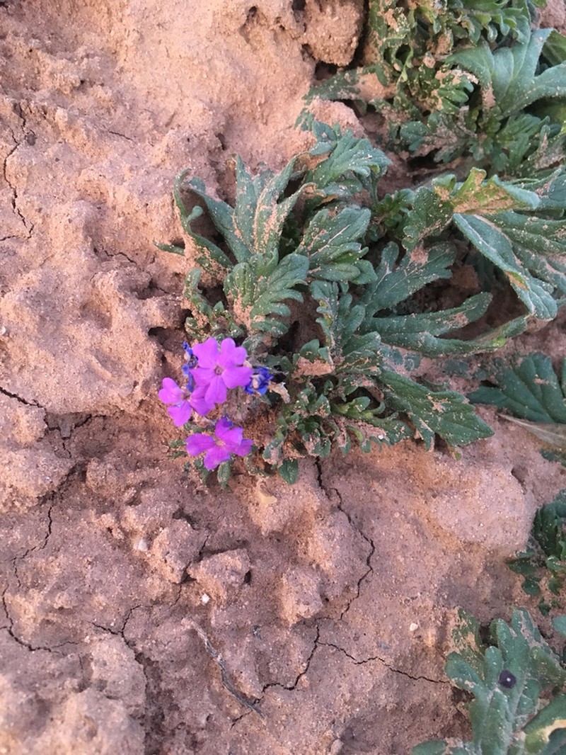 Glandularia wrightii photo 6