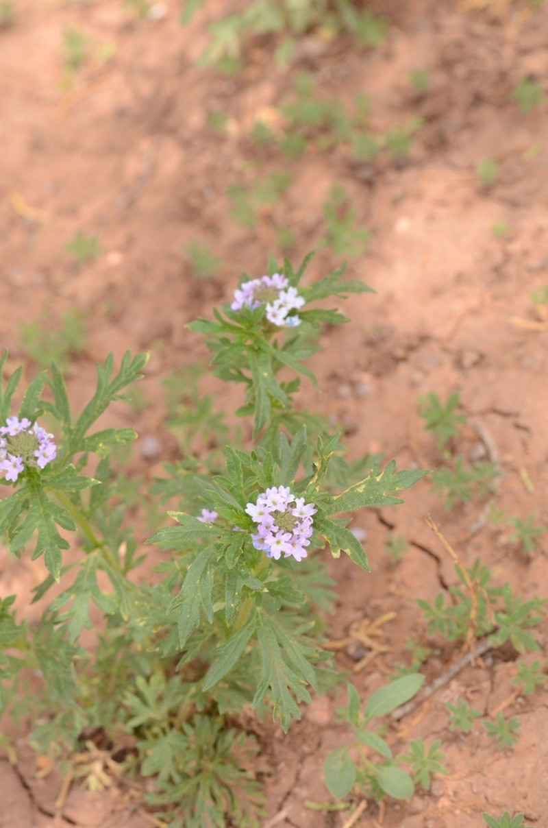 Glandularia wrightii photo 7