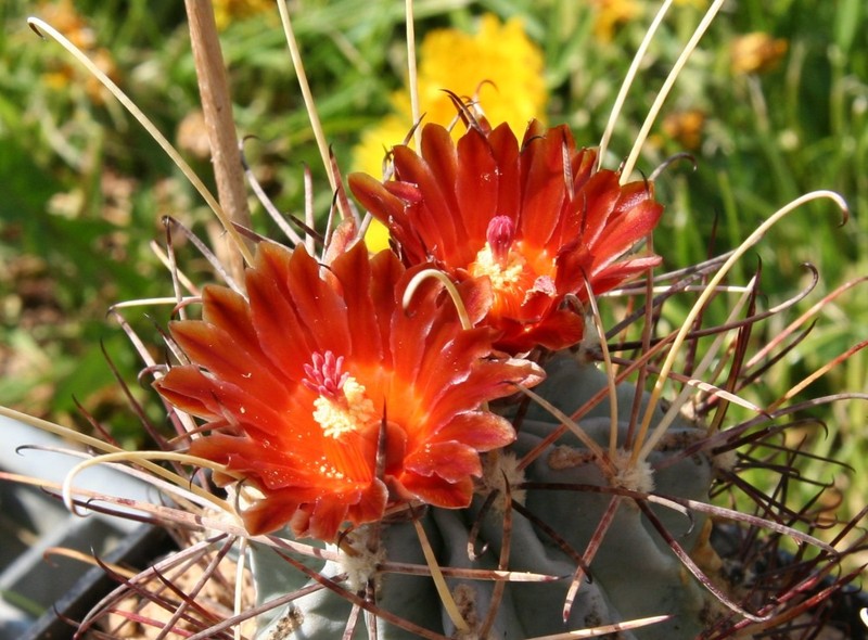 Chihuahuan Fishhook Cactus