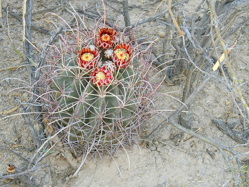 Glandulicactus uncinatus