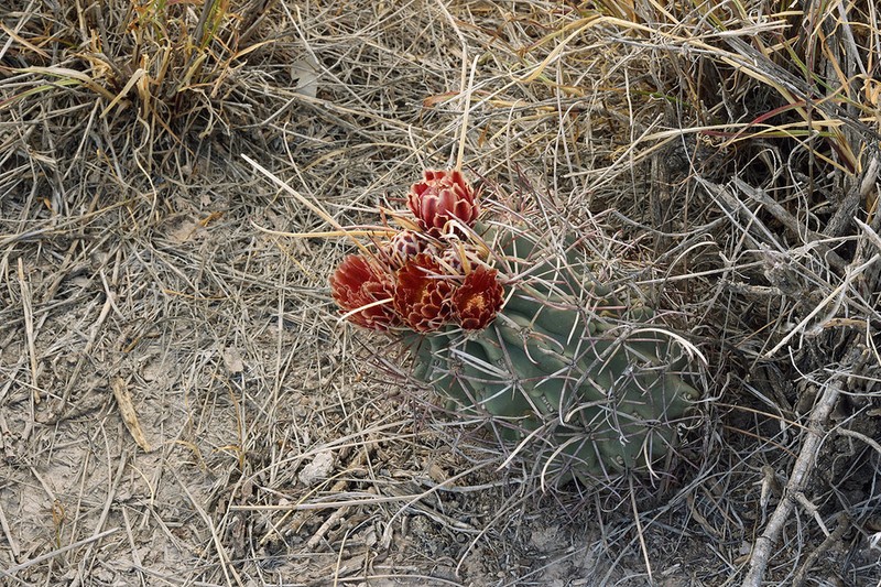 Glandulicactus uncinatus photo 2