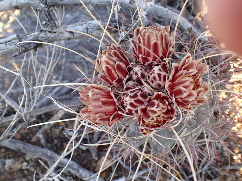 Glandulicactus uncinatus photo 3