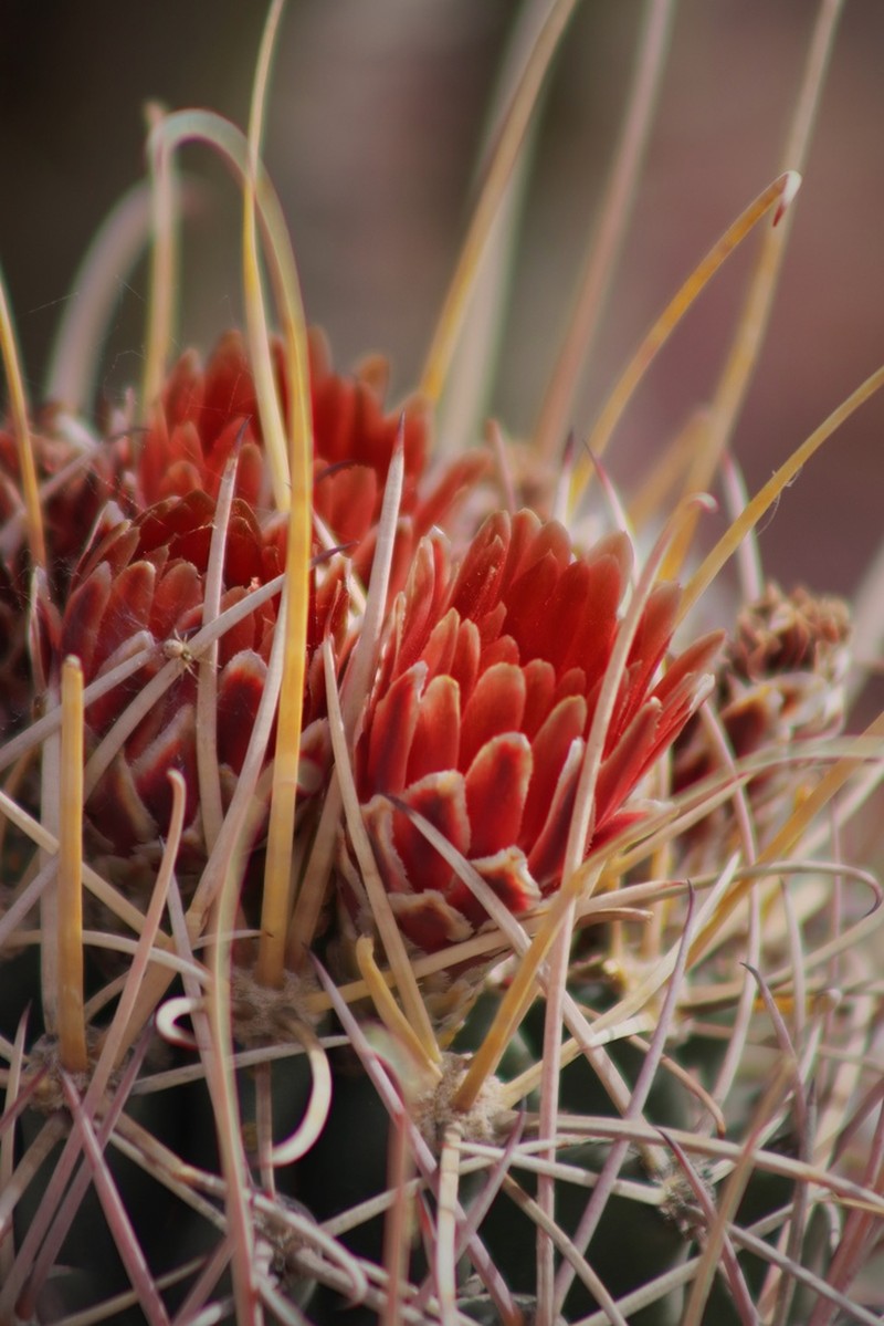 Glandulicactus uncinatus photo 4