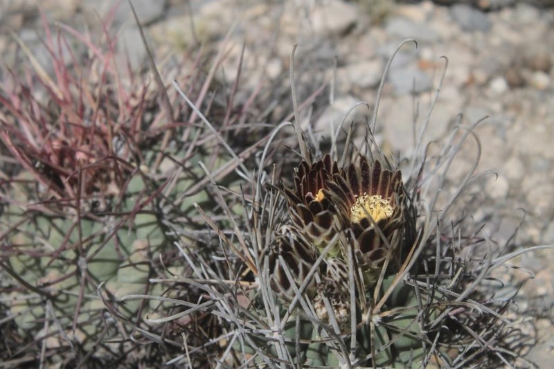 Glandulicactus uncinatus photo 5