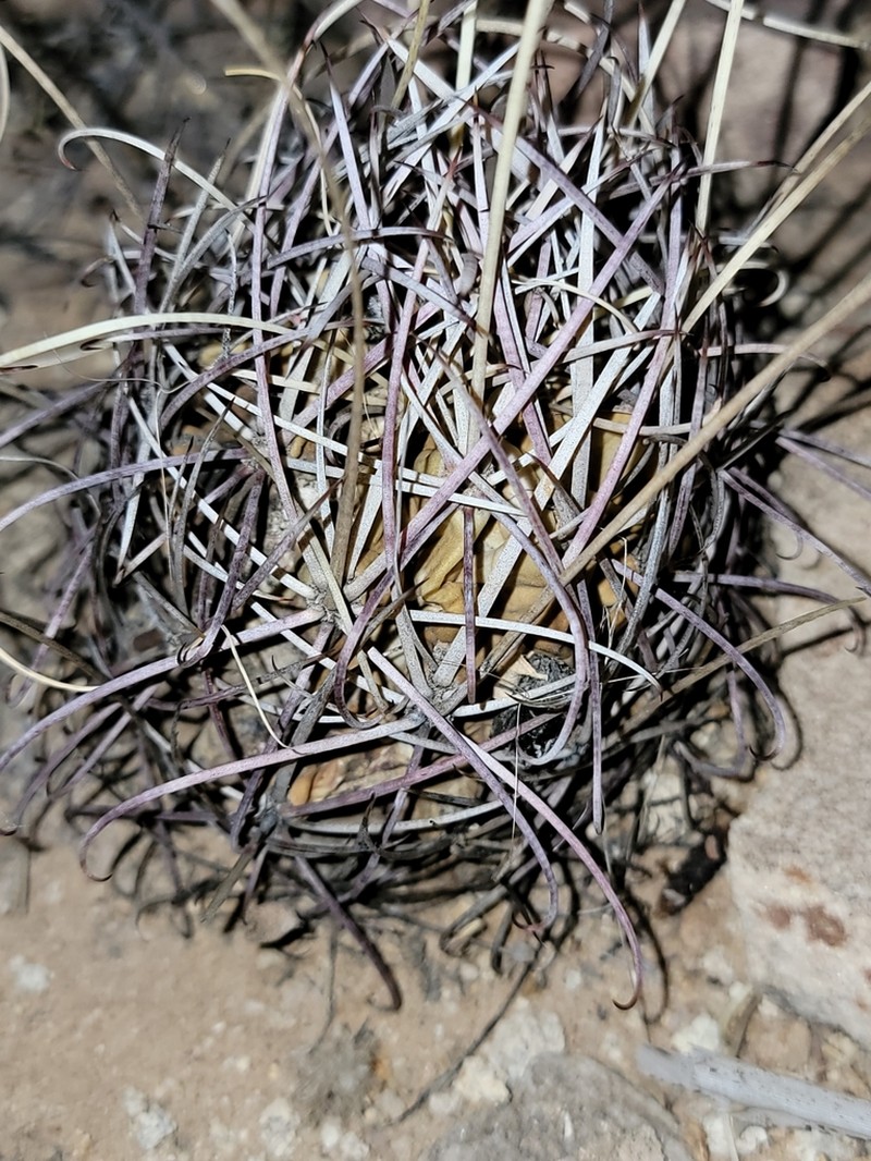 Glandulicactus uncinatus photo 6