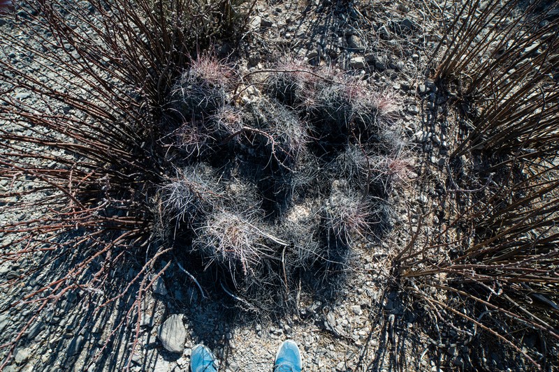 Glandulicactus uncinatus photo 8