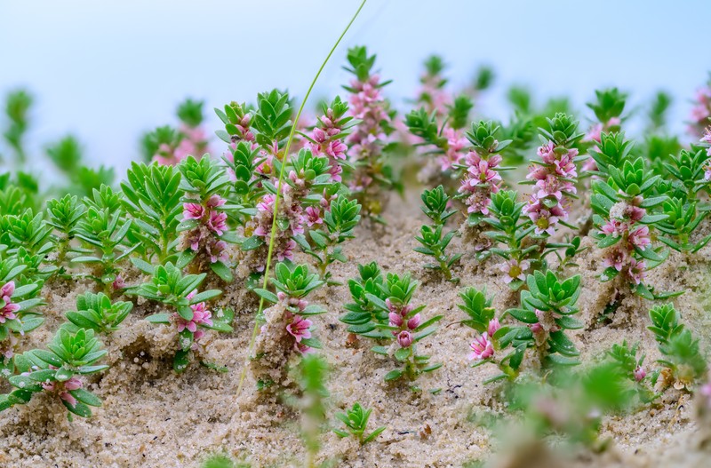 Sea Milkwort photo 2