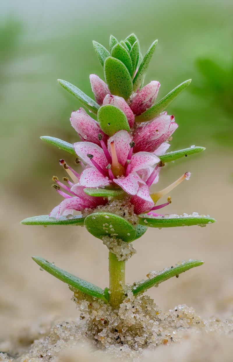 Sea Milkwort photo 3