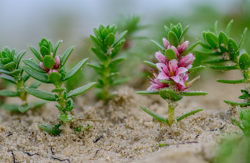 Sea Milkwort photo 4