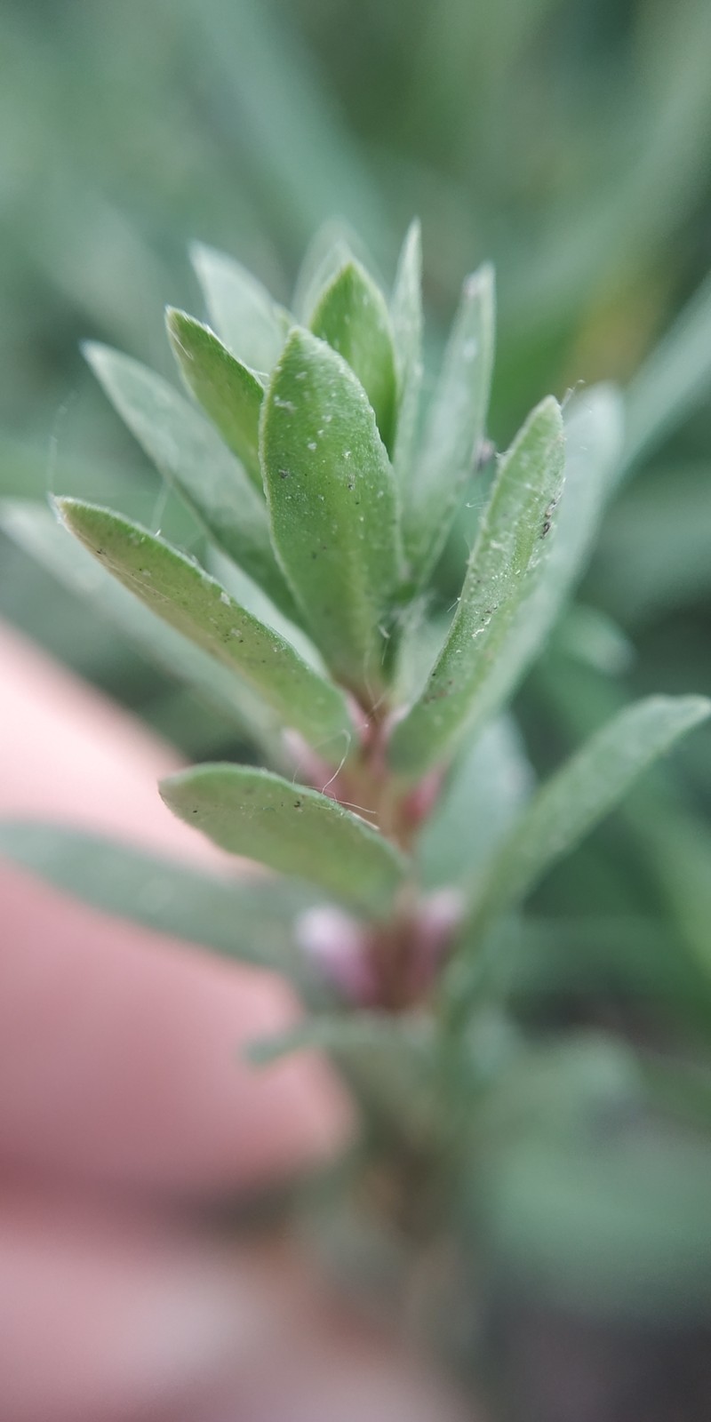 Sea Milkwort photo 5