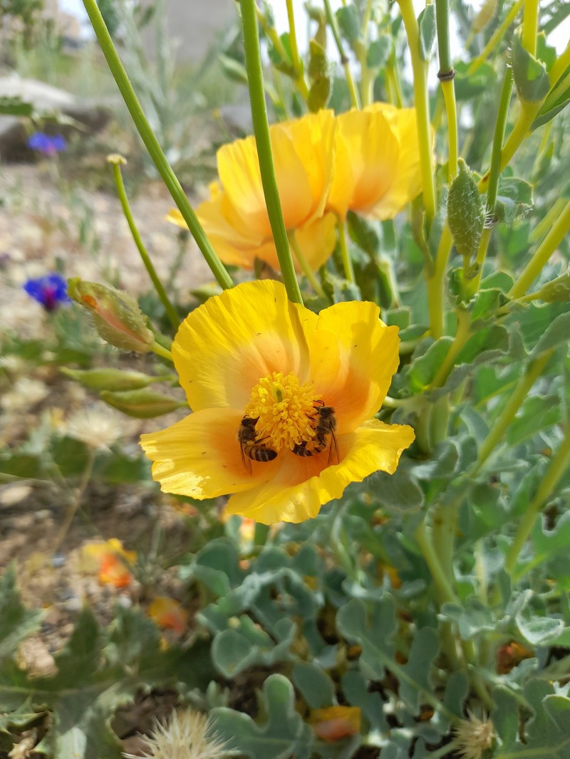 Glaucium calycinum subsp. calycinum