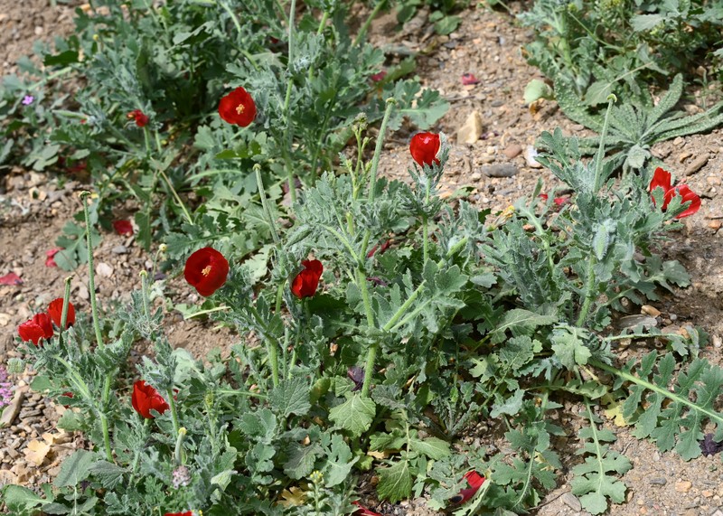 Blackspot Hornpoppy photo 5