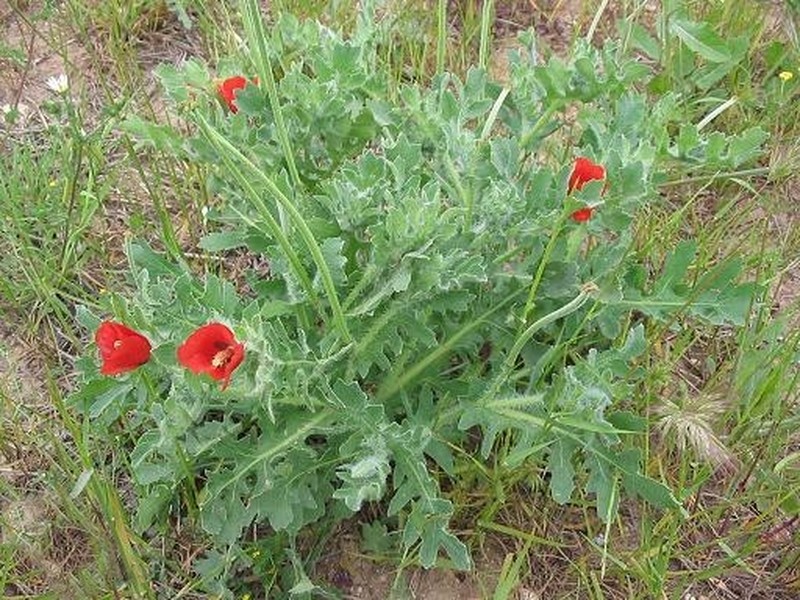 Blackspot Hornpoppy photo 2