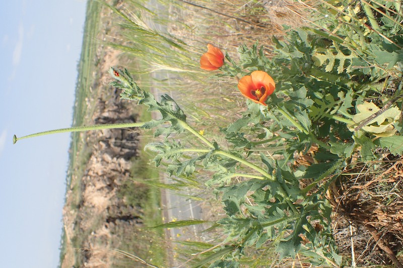 Blackspot Hornpoppy photo 3
