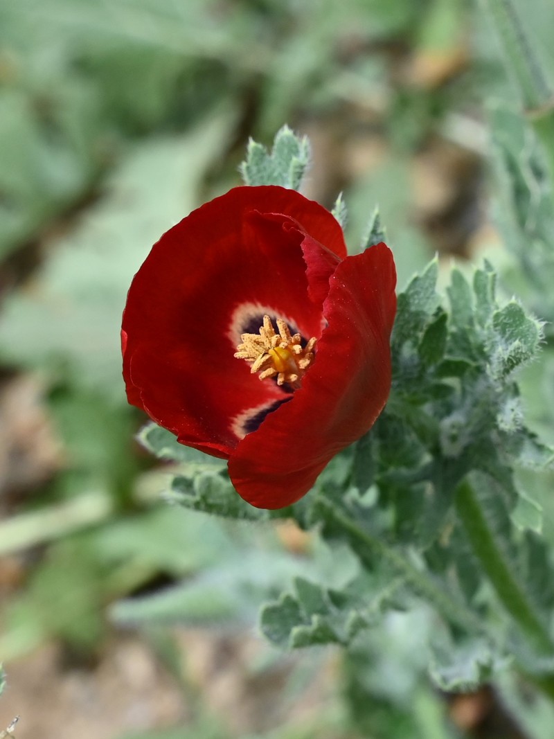 Blackspot Hornpoppy photo 4